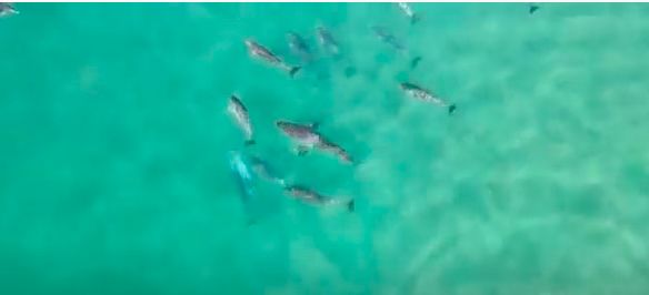 Dolphins Gang Up on Great White Shark to Escort It Away from Plettenberg Bay
