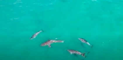 Dolphins Gang Up on Great White Shark to Escort It Away from Plettenberg Bay