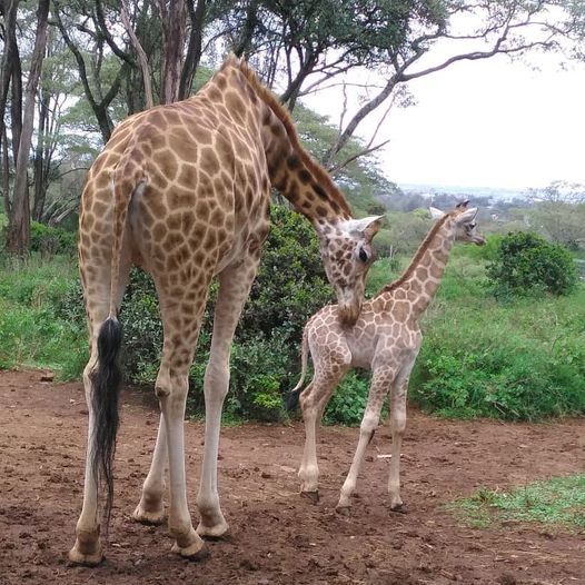 African female giraffe with calf