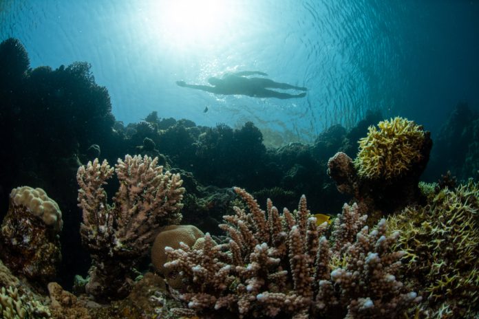 Lewis Pugh Red Sea 2 Coral Reef Swim SA’s Lewis Pugh Swimming Across the Red Sea with Urgent Message for World Leaders