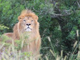 Ukrainian ‘POW’ lions rescued and relocated to South Africa