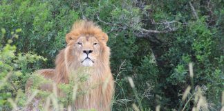 Ukrainian ‘POW’ lions rescued and relocated to South Africa