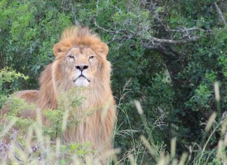 Ukrainian ‘POW’ lions rescued and relocated to South Africa