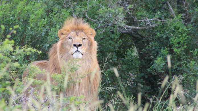 Mir Ukrainian ‘POW’ lions rescued and relocated to South Africa