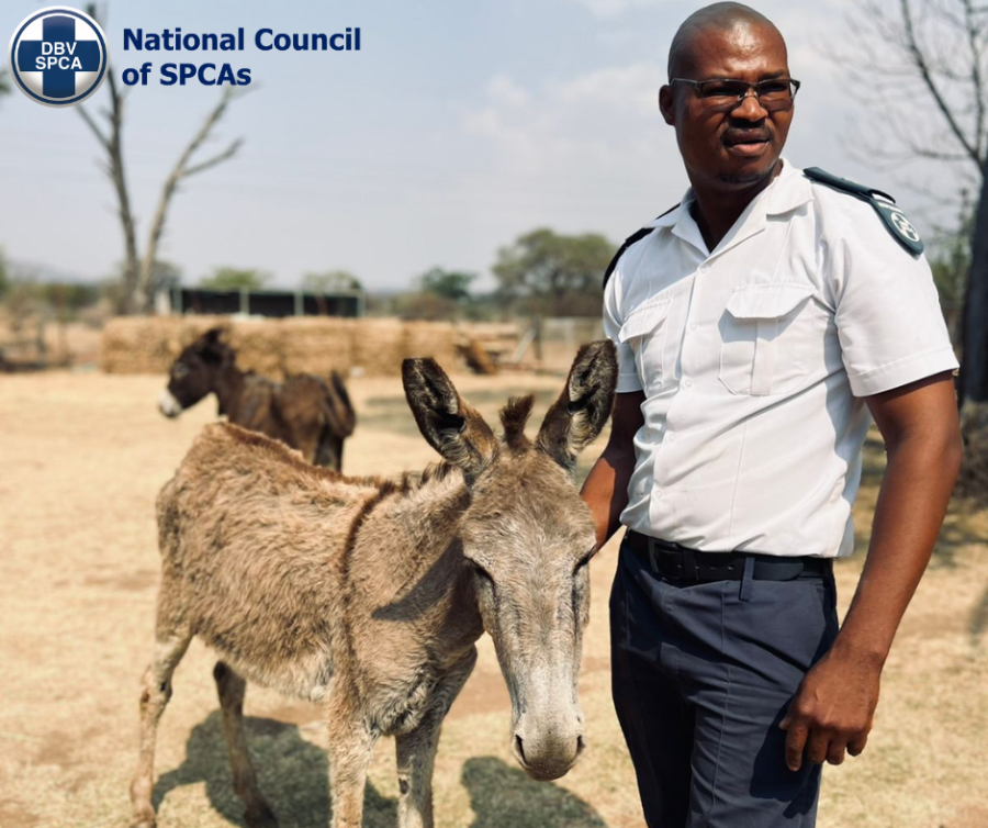 NSPCA donkey rescues and adopti