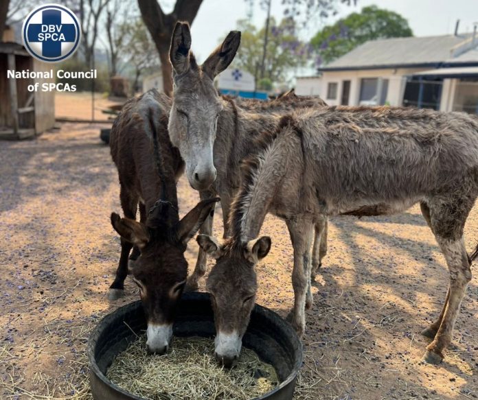 NSPCA 3 donkey rescues and adoptions NSPCA donkey rescues and adopti