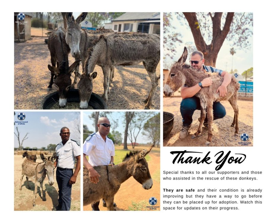 NSPCA donkey rescues and adopti