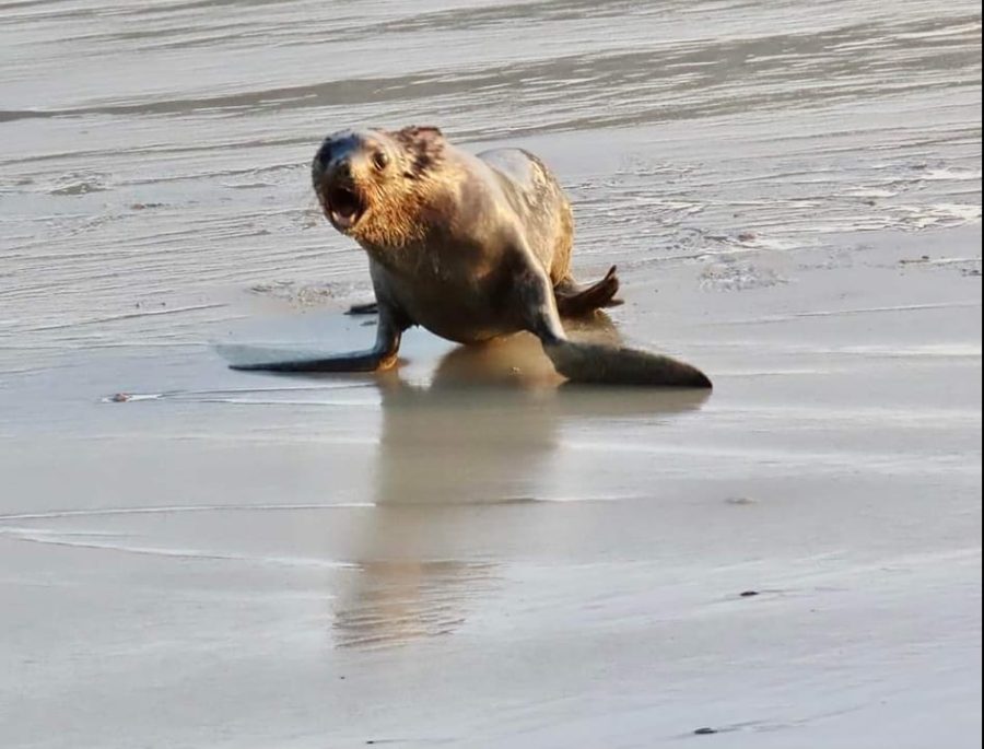 Same seal from attack