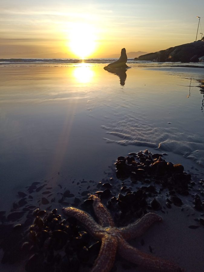 Seal attack Fish Hoek Beach