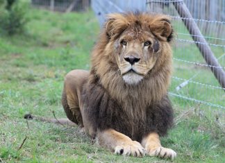 lion Kruger Park