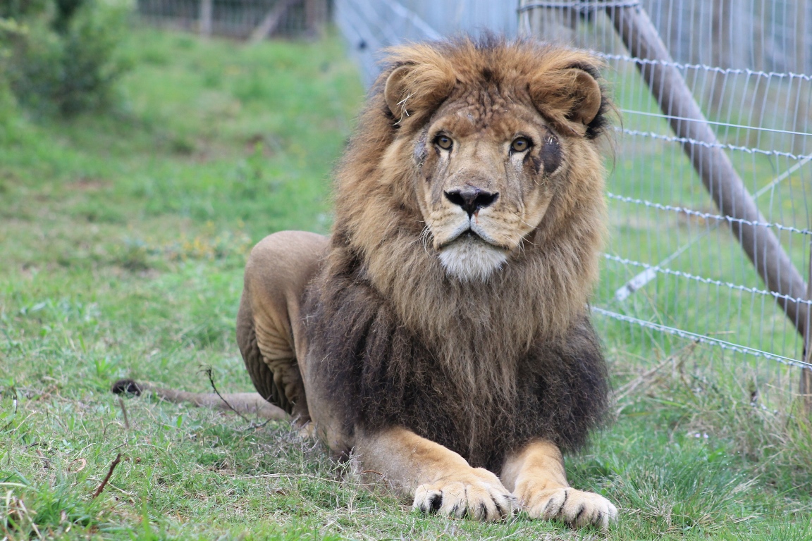 Ukrainian ‘POW’ lions rescued and relocated to South Africa