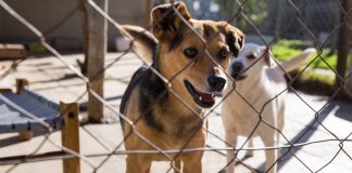 animal welfare organisations