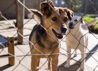 animal welfare organisations