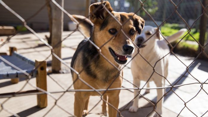No Lottery funds for animal welfare next year No Lottery funds for animal welfare next year