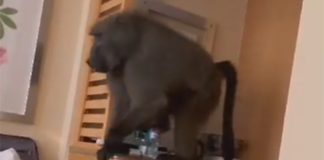 Woman asks huge baboon to 'please' leave hotel room in South Africa