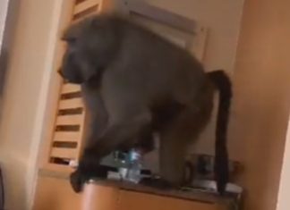 Woman asks huge baboon to 'please' leave hotel room in South Africa