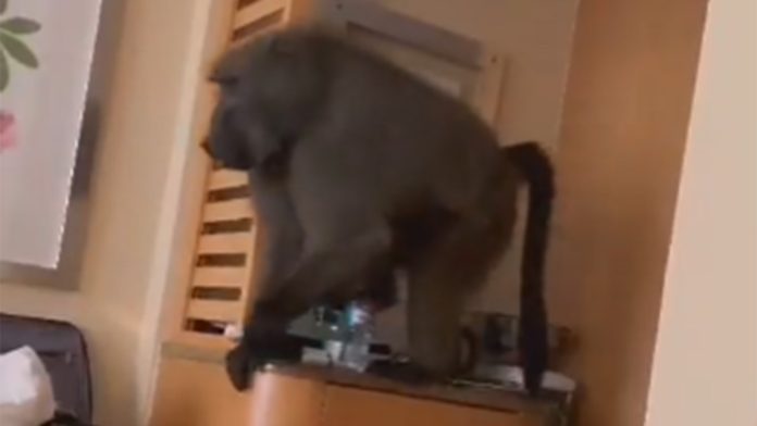 Woman asks huge baboon to 'please' leave hotel room in South Africa Woman asks huge baboon to 'please' leave hotel room in South Africa