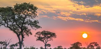 Kruger National Park sunset