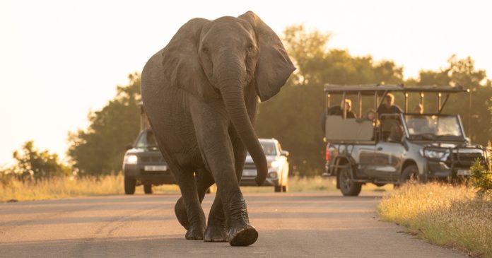Tourists Urged to Enter Kruger National Park Through Alternative Gates to Crime Hotspot Numbi Gate Tourists Urged to Enter Kruger National Park Through Alternative Gates to Crime Hotspot Numbi Gate