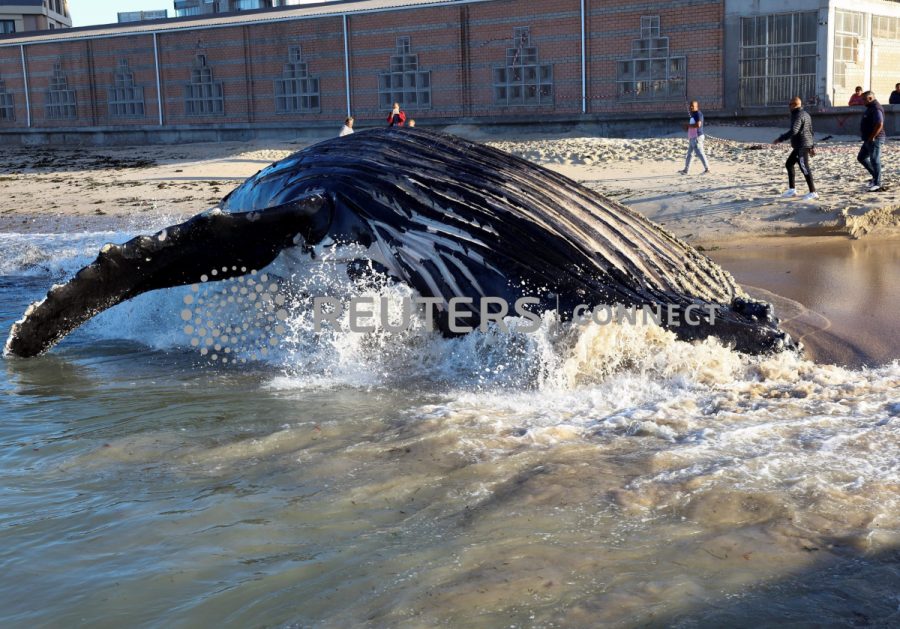 People look at a dead humpback whale washed ashore on Strand beach, in Western Cape, South Africa, November 26, 2022. REUTERS/Esa Alexander