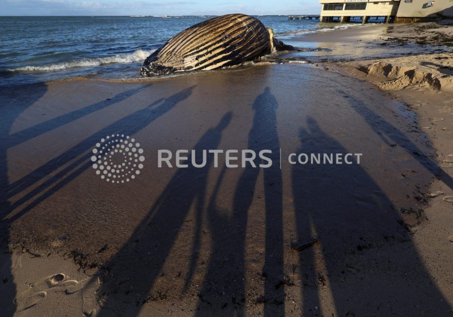 People look at a dead humpback whale washed ashore on Strand beach, in Western Cape, South Africa, November 26, 2022. REUTERS/Esa Alexander