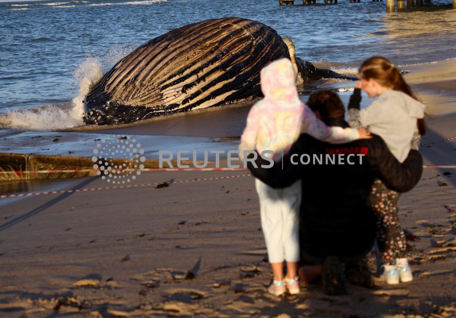 People look at a dead humpback whale washed ashore on Strand beach, in Western Cape, South Africa, November 26, 2022. REUTERS/Esa Alexander
