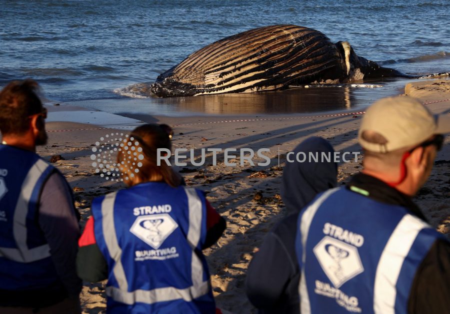 People look at a dead humpback whale washed ashore on Strand beach, in Western Cape, South Africa, November 26, 2022. REUTERS/Esa Alexander