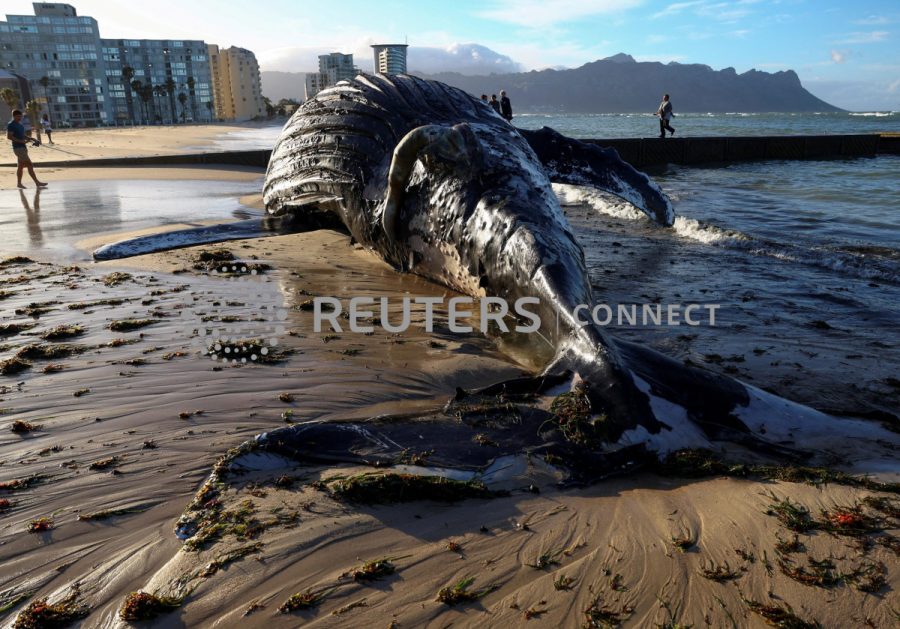 People look at a dead humpback whale washed ashore on Strand beach, in Western Cape, South Africa, November 26, 2022. REUTERS/Esa Alexander