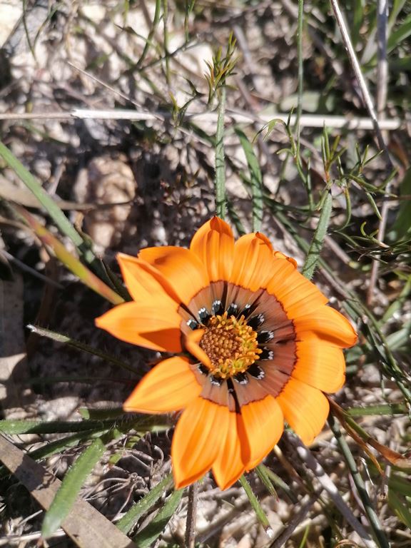 Cape Town Suburb Residents Roll up Their Sleeves to Save Rare Fynbos Species Cape Town Suburb Residents Roll up Their Sleeves to Save Rare Fynbos Species