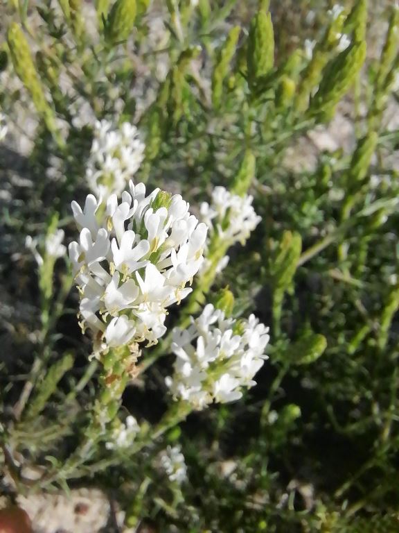 Cape Town Suburb Residents Roll up Their Sleeves to Save Rare Fynbos Species