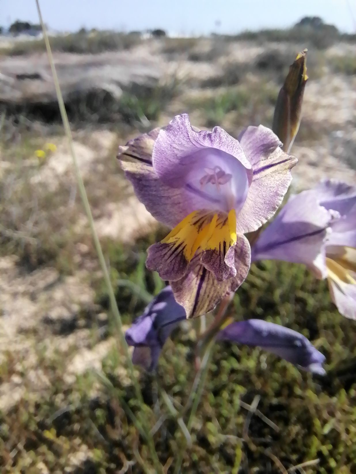 Gladiolus Carinatus Cape Town Suburb Residents Roll up Their Sleeves to Save Rare Fynbos Species