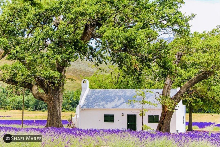 SA Michelin-Star Chef's JAN Franschhoek
