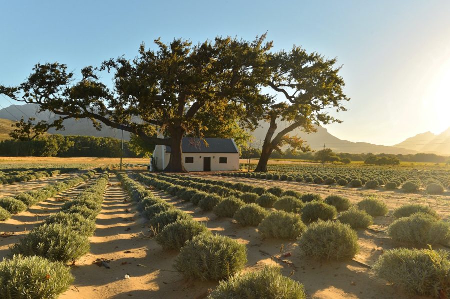 SA Michelin-Star Chef's JAN Franschhoek