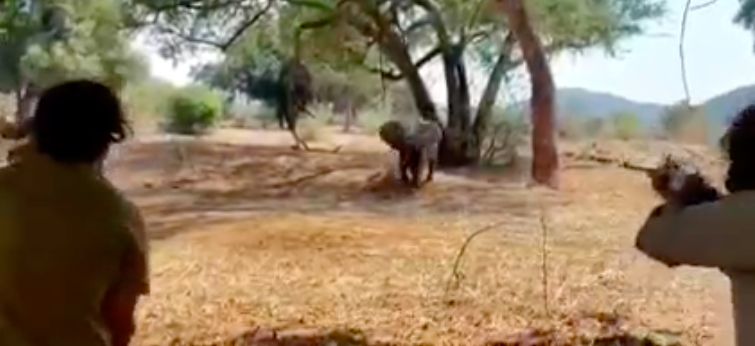 Charger l'éléphant du parc national Kruger