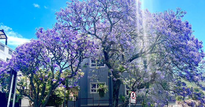 Jacarandas-Cape-Town-sunshine-th Jacarandas-Cape-Town-sunshine