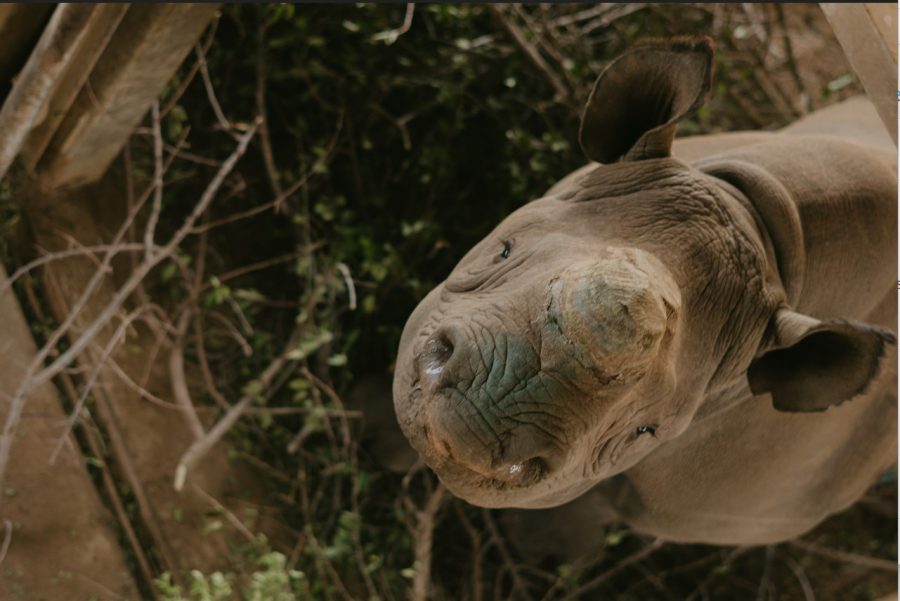 Black rhino, black orphaned rhino, Babanango Game Reserve, Babanango rewilding project, black rhino looking up