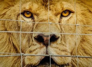New Doc 'Lions, Bones & Bullets' Exposes SA's Captive Lion Industry