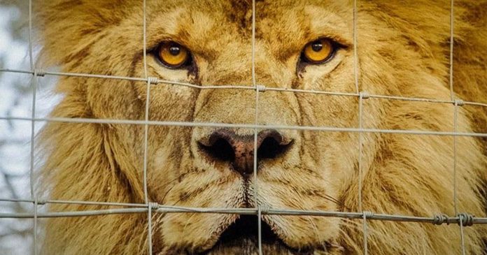 Lions-Bones-and-Bullets-documentary-film New Doc 'Lions, Bones & Bullets' Exposes SA's Captive Lion Industry