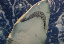 How to Tell A Loan Shark From a Legitimate Lender