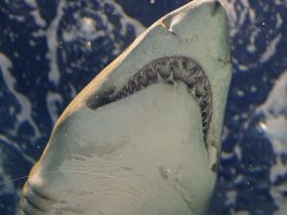 shark attacks kayak