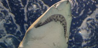 How to Tell A Loan Shark From a Legitimate Lender