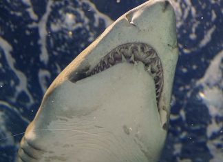 shark attacks kayak