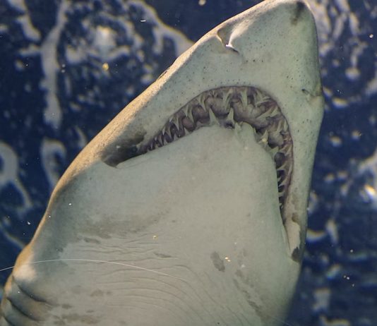How to Tell A Loan Shark From a Legitimate Lender