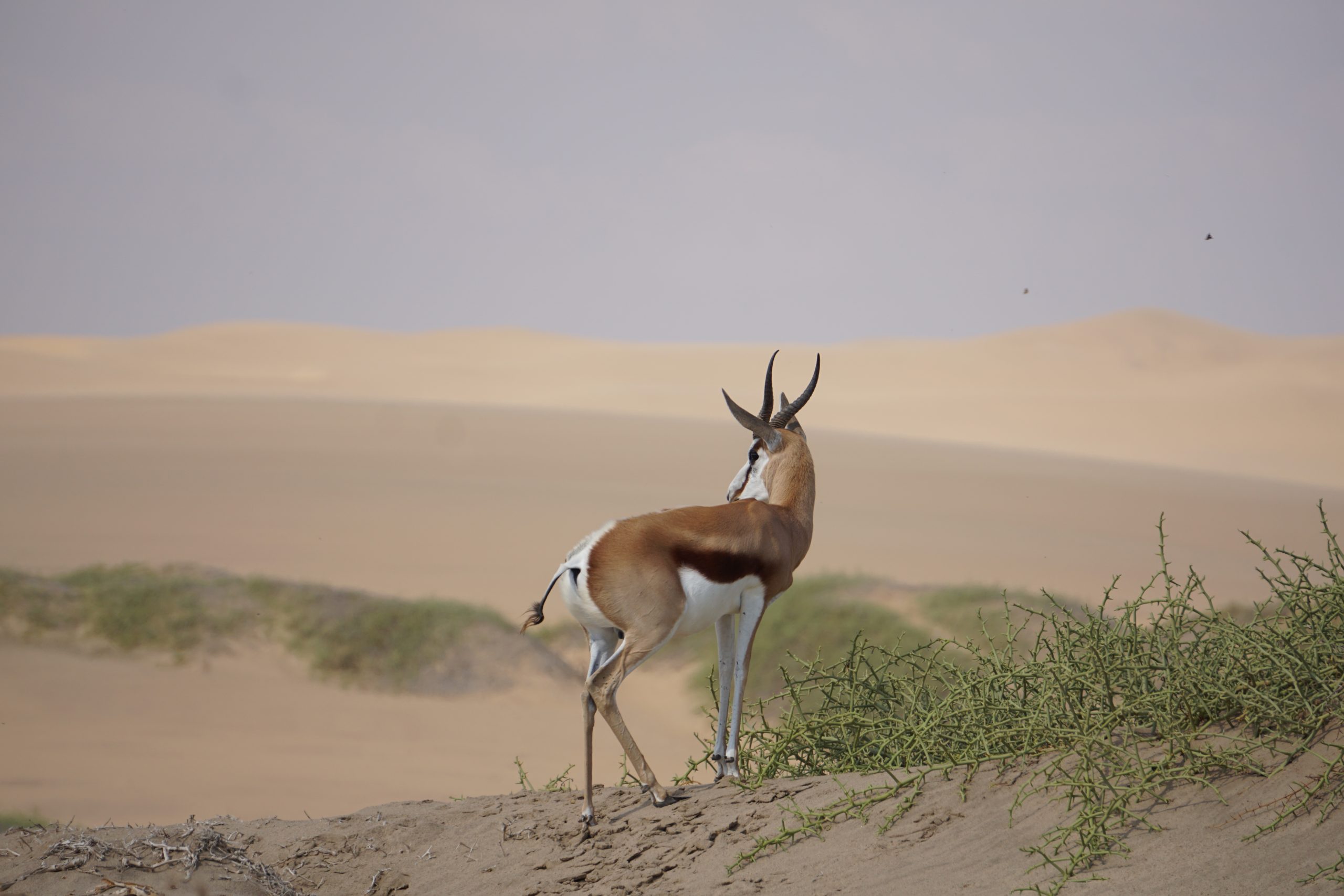 Springbok, Springbok in Namibia, African Nature-Based Tourism Platform