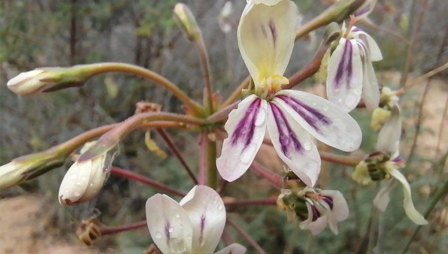 Cape Town Suburb Residents Roll up Their Sleeves to Save Rare Fynbos Species