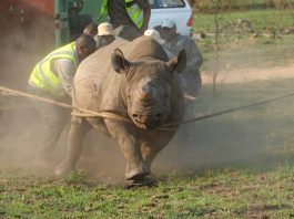 Black rhino translocation, Babanango Game Reserve, Black rhino orphans, black rhino