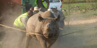Black rhino translocation, Babanango Game Reserve, Black rhino orphans, black rhino