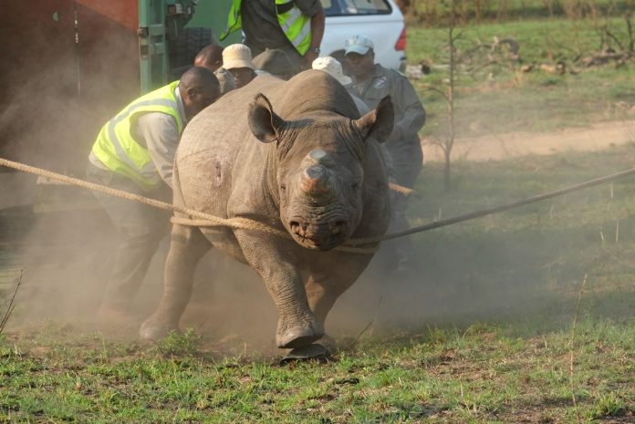 Black rhino translocation to Babanango Game Reserve Black rhino translocation, Babanango Game Reserve, Black rhino orphans, black rhino