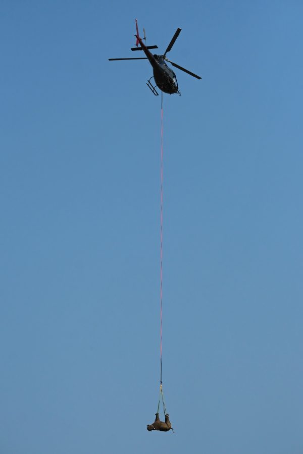 Airlifted black rhino, black rhino expansion project, Babanango Game Reserve, black rhino translocation, orphaned black rhino