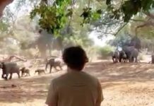 Charging Elephant Kruger National Park